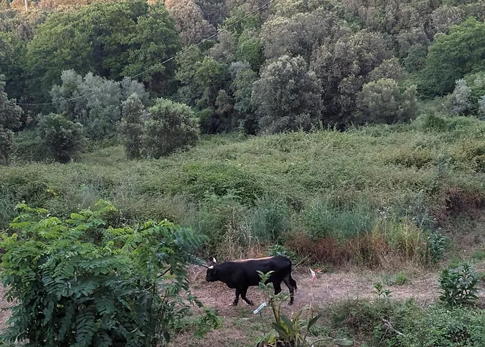 Homestay szállás La De Ptitruc Au Coeur Du Maquis Granace
